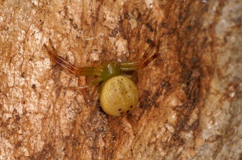 Diaea_pilula_D5541_D_90_Lake Broadwater_Australie.jpg